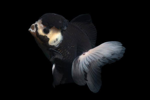 Black Goldfish