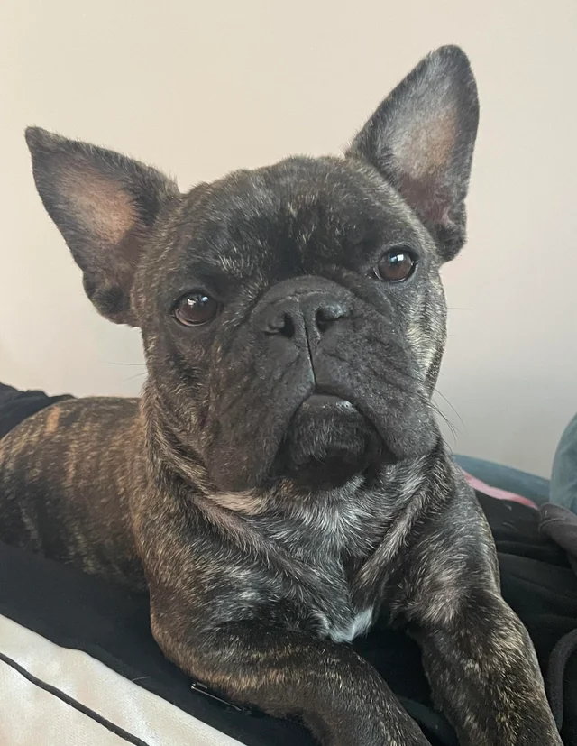 How Do Frenchton Pups Behave Around Strangers?